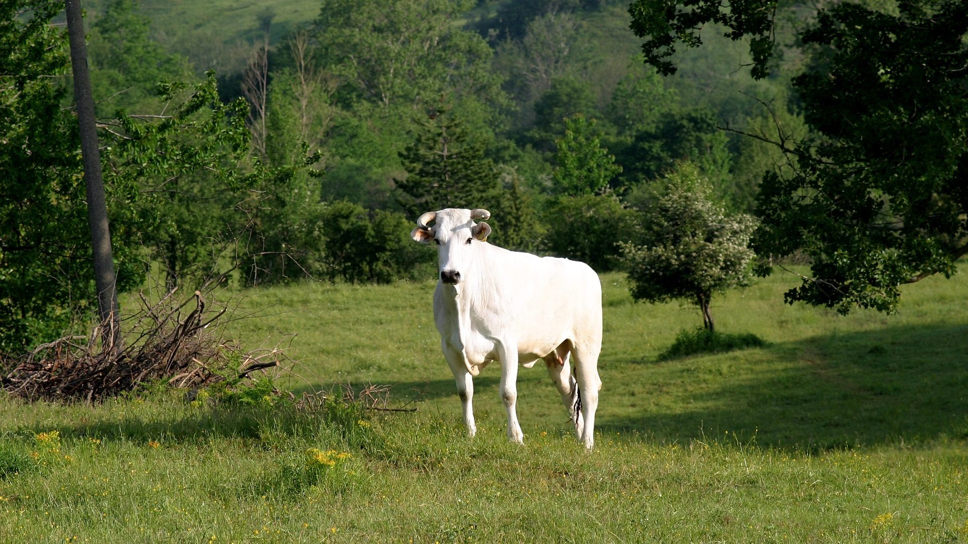 A_CHIANINA